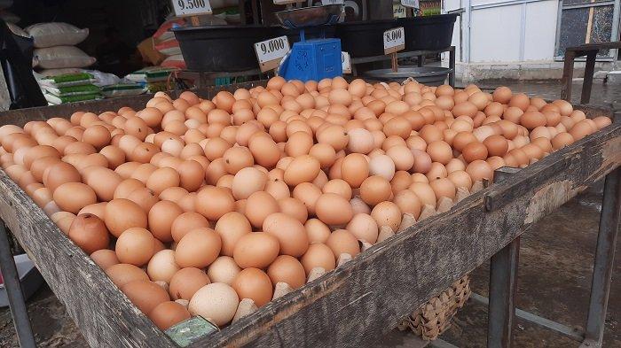 AGEN TELUR AYAM NEGERI PALEMBANG