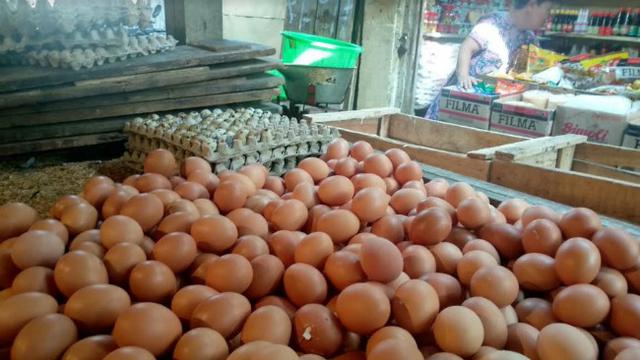 JUAL TELUR PALEMBANG