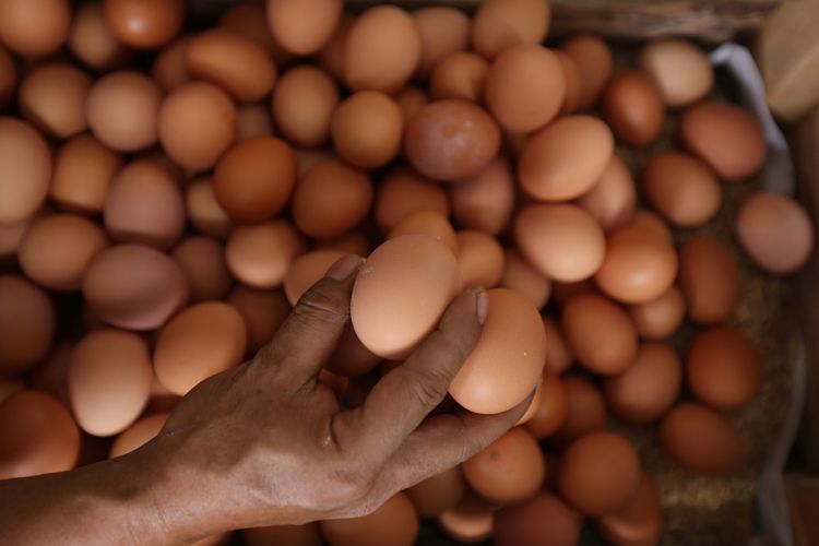 SUPPLIER TELUR PALEMBANG