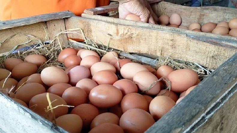 SUPPLIER TELUR PALEMBANG