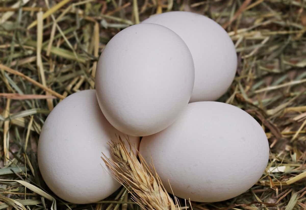 Penjual Telur Ayam Kampung di Palembang